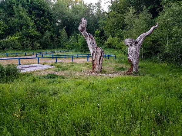Two gnarled tree stumps stand beside a blue fence and lush greenery under soft daylight. — Blackley Forest, Manchester