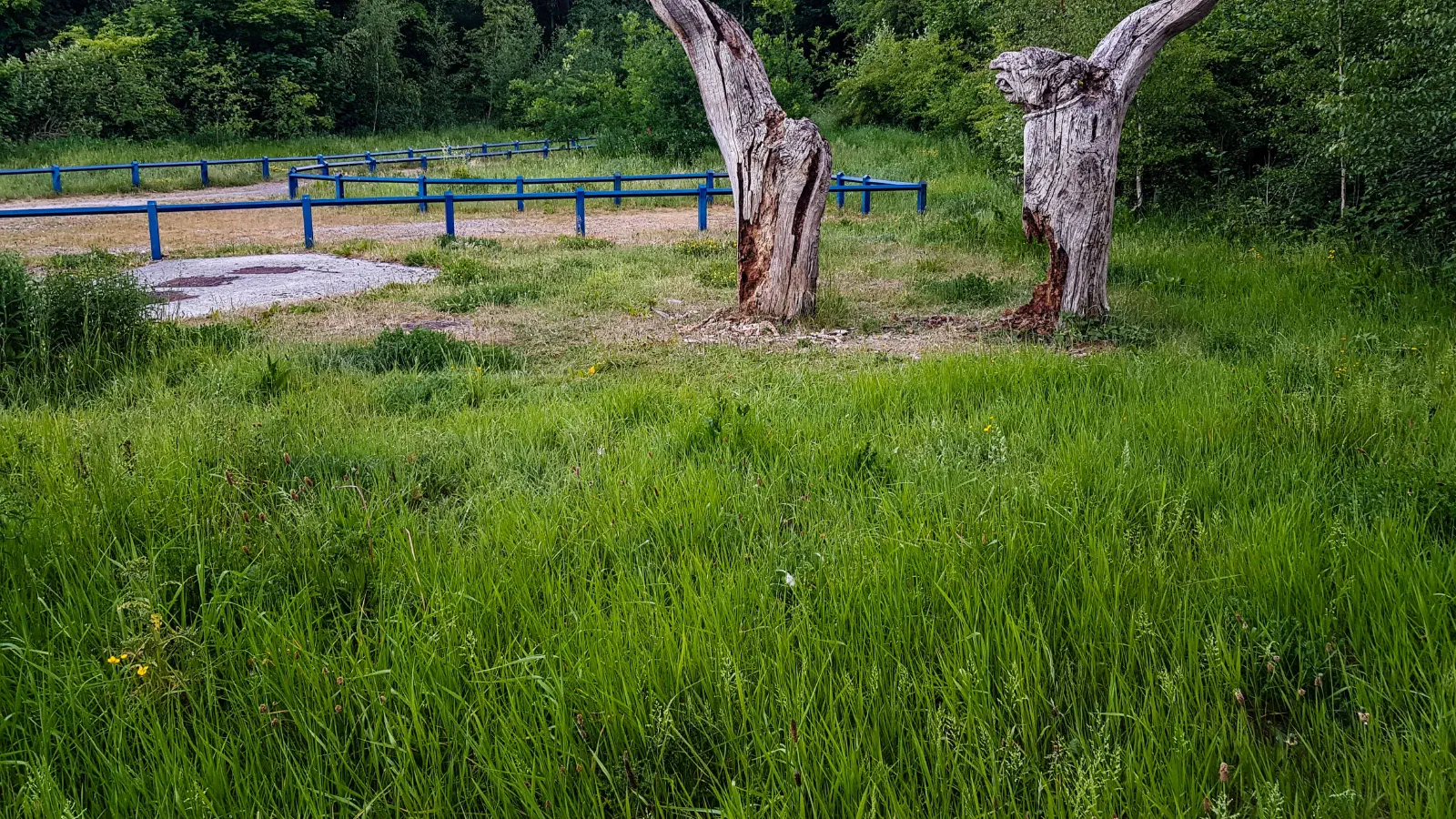 Two gnarled tree stumps stand beside a blue fence and lush greenery under soft daylight. — Blackley Forest, Manchester