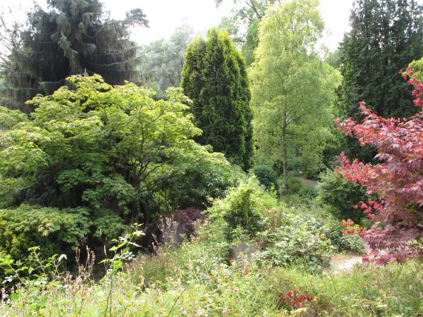 Dense green shrubs and trees fill a sunlit garden path under bright overcast skies. — Fletcher Moss Botanical Garden, Manchester