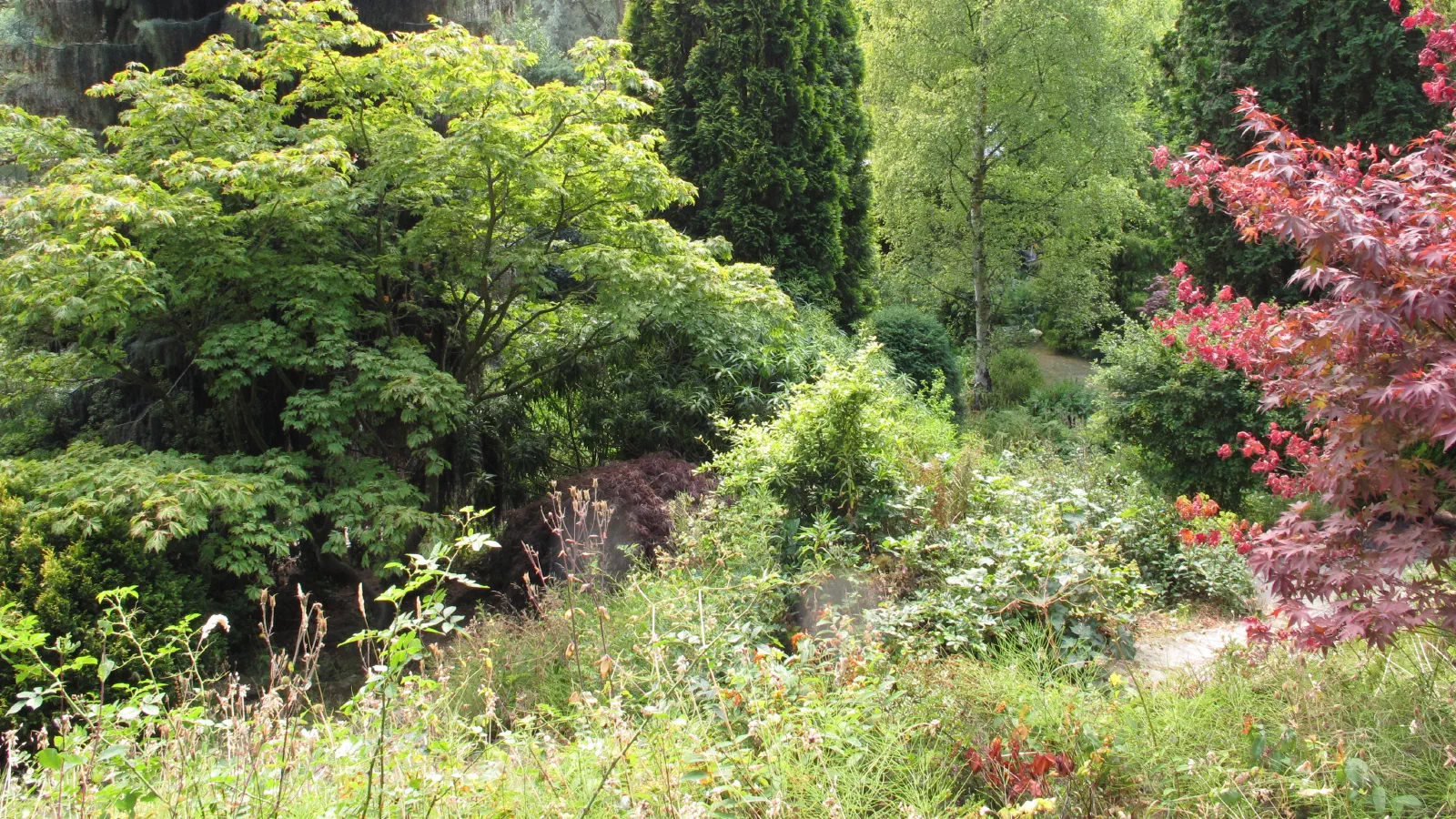 Dense green shrubs and trees fill a sunlit garden path under bright overcast skies. — Fletcher Moss Botanical Garden, Manchester